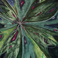 Foresta Lumina, 24 x 36 (VENDUE)